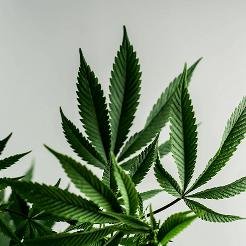Comprar CBD variedades Skunk CBD. Te explicamos qué características tiene las Skunk y cómo identificarlas.