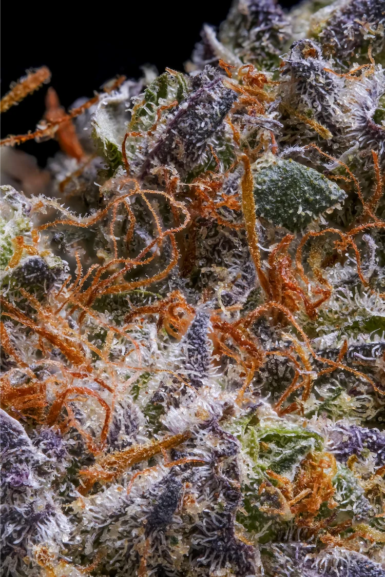 CBD Flower Drizzle Vencedor da Copa dos Campeões Spannabis 2024