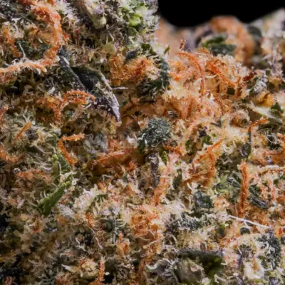 Flor de CBD Tropical Dream Ganadora de la Spannabis Champions Cup de 2023