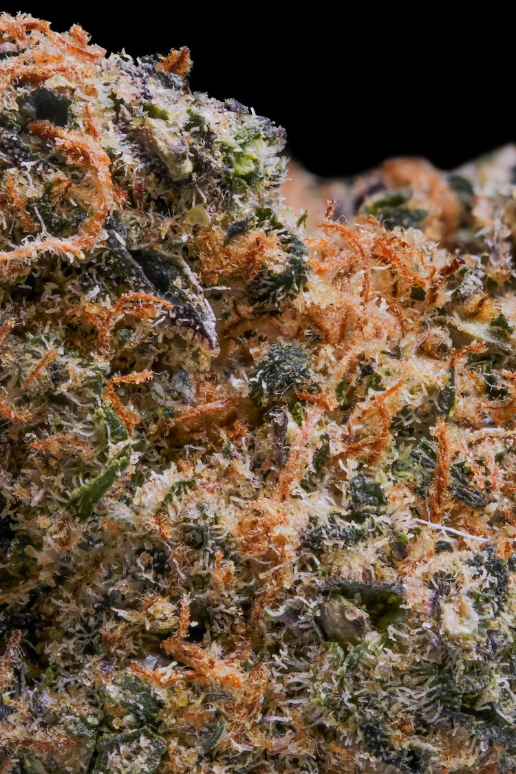 Flor de CBD Tropical Dream Ganadora de la Spannabis Champions Cup de 2023 Flor de CBD Tropical Dream Ganadora de la Spannabis Champions Cup de 2023