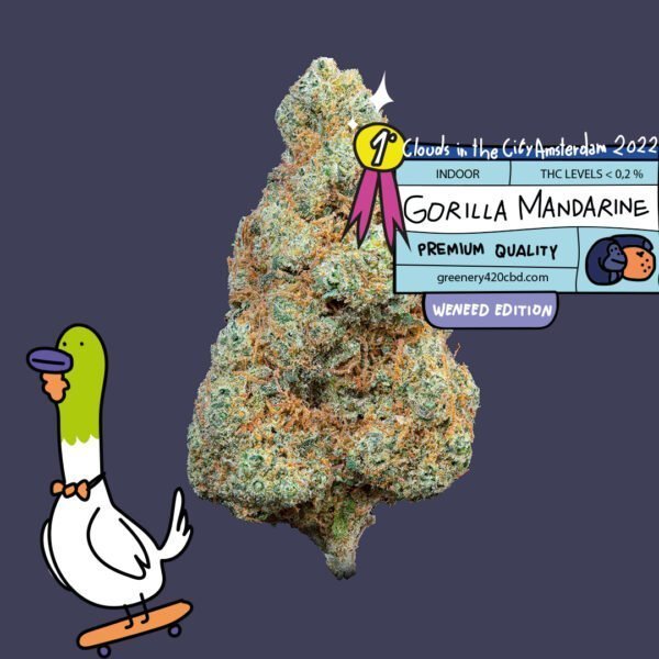 CBD Flores Gorila Mandarina 🥇 Amsterdã "Nuvens na Cidade"