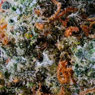 CBD Flower Gorilla Mandarine Vencedor da Copa de Amsterdã "Clouds in the City" em 2022