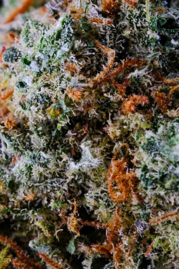 CBD Flower Gorilla Mandarine Vencedor da Copa de Amsterdã "Clouds in the City" em 2022