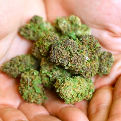 Descubra o cultivo sazonal de flores CBD Blue Dream em estufa