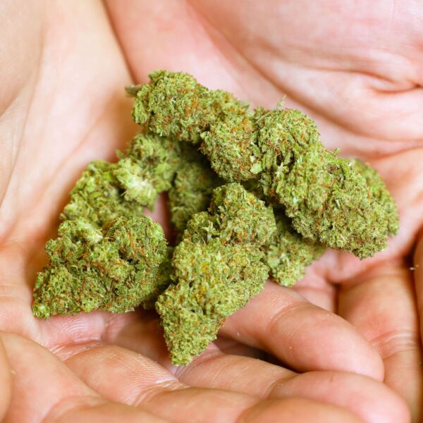 Descubra biscoitos de tangerina Flores sazonais de CBD Cultivo em estufa