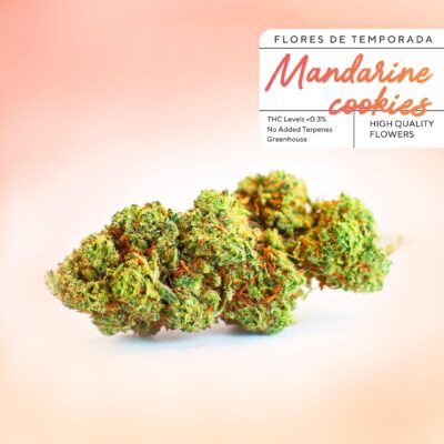 Biscoitos de tangerina CBD Buds baratos na Greenery 420. Flores de CBD a € 2 por grama com qualidade incrível 