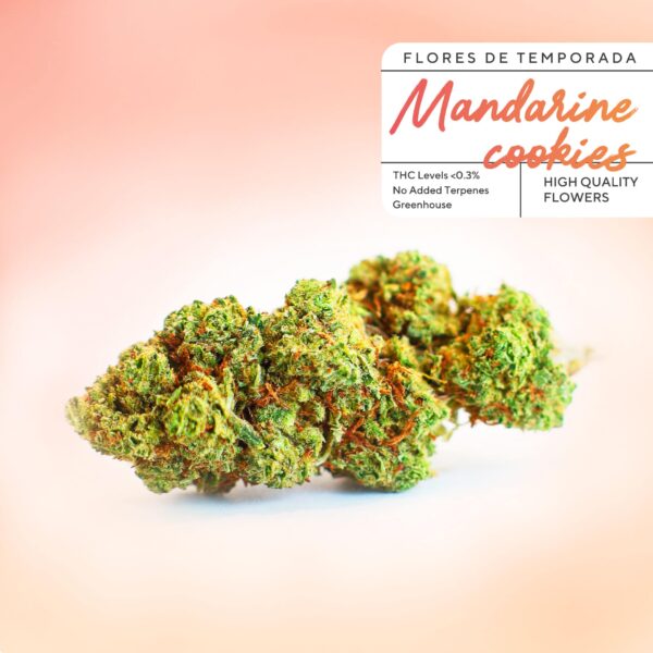 Biscoitos de tangerina CBD Buds baratos na Greenery 420. Flores de CBD a € 2 por grama com qualidade incrível