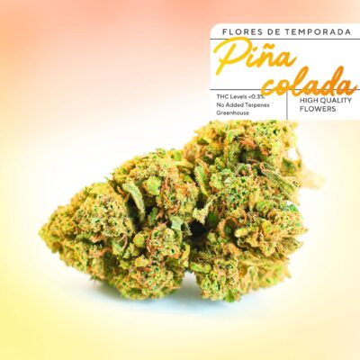 Botões de CBD baratos Piña Colada em vegetação 420. Flores de CBD a € 2 por grama com qualidade incrível 