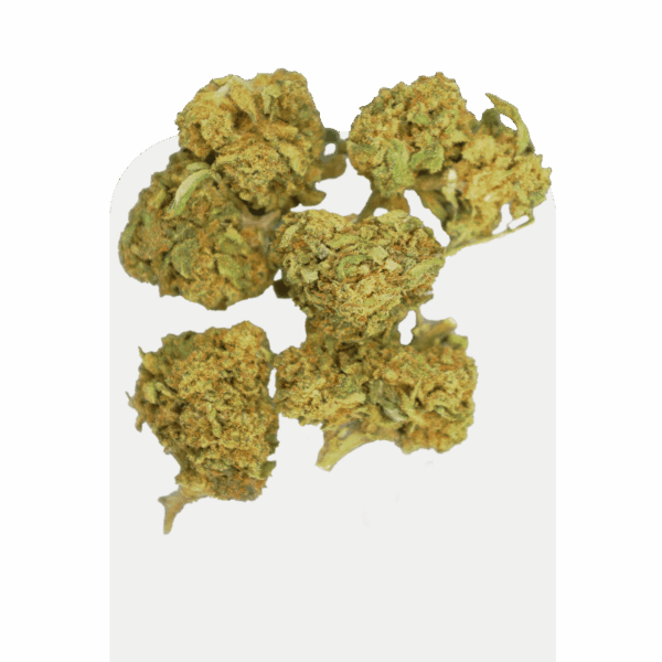 Pipoca da CBD Green Widow, variedade cultivada dentro de casa.