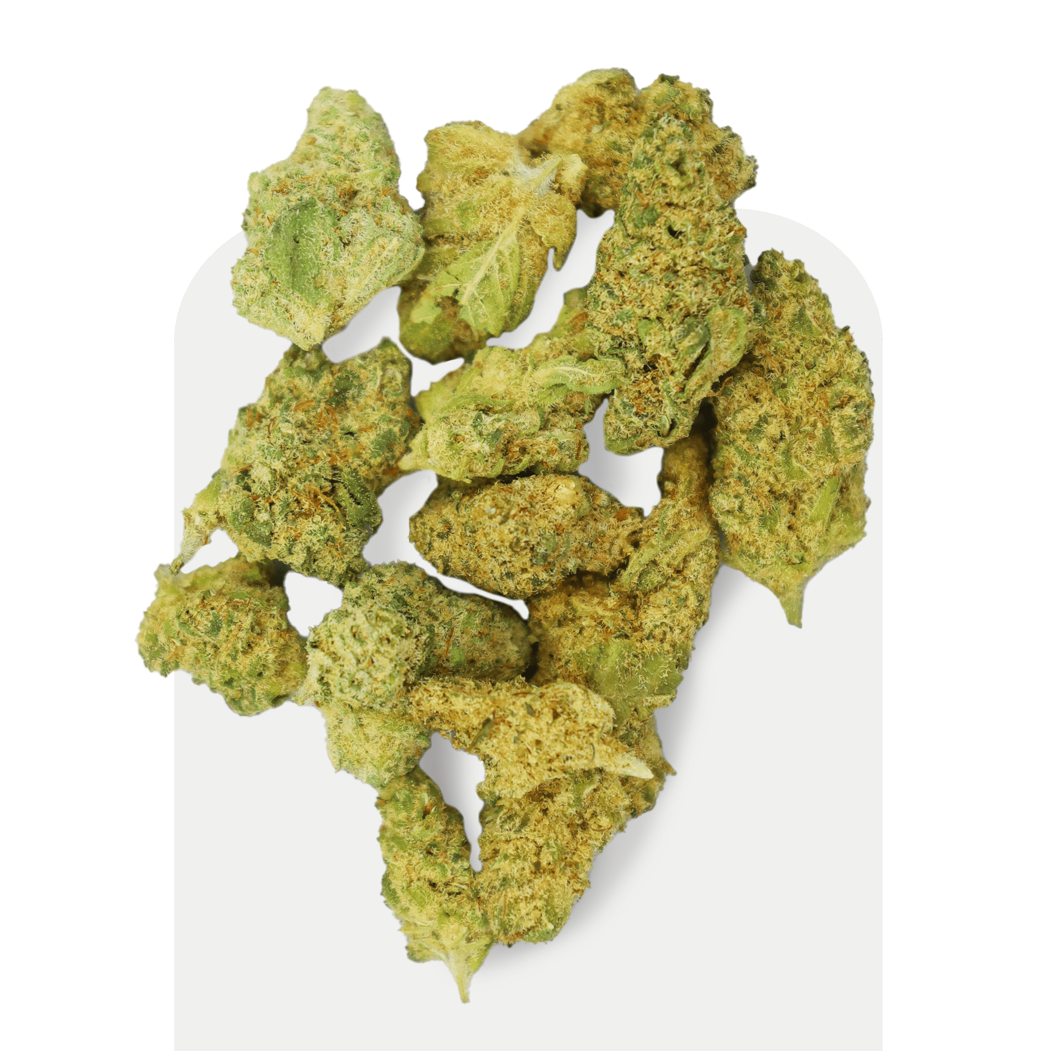 Pipoca da CBD Jet Fuel Indoor, cepa cultivada dentro de casa.