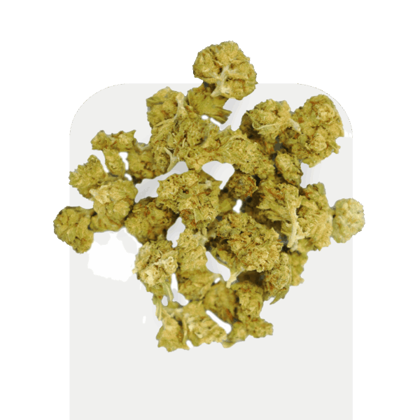 Pipoca Super Lemon CBD, variedade cultivada dentro de casa.